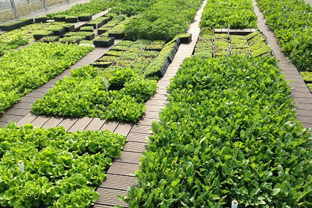 Roof Garden of Vanke Headquarters  exterior 
